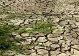 Rebanhos sofrem com os reservatrios secos em todo Estado (Foto da internet)